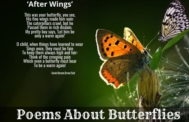 Poems About Butterflies