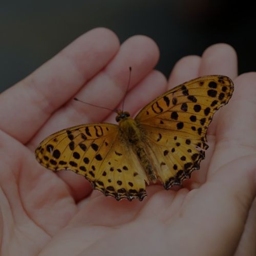 poetry about butterfly