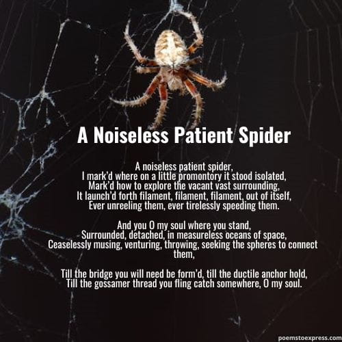 spider poems